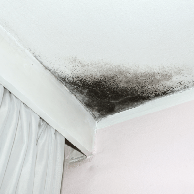 Mold Removal & Remediation - All Dry Services of Boca Raton